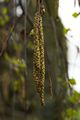 Betula pendula Youngi-1 Brzoza brodawkowata